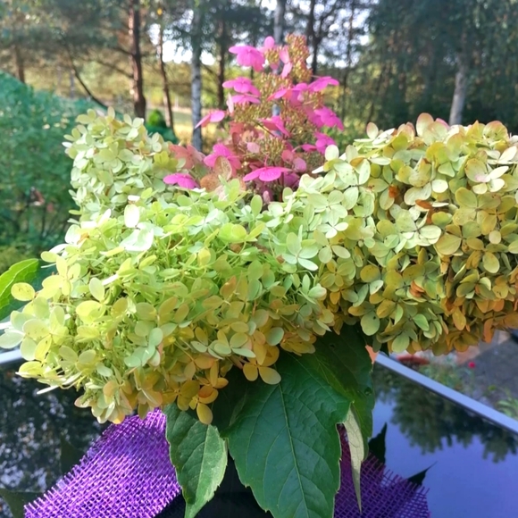 Meet your Posher, Alela - Picture 2 of 2